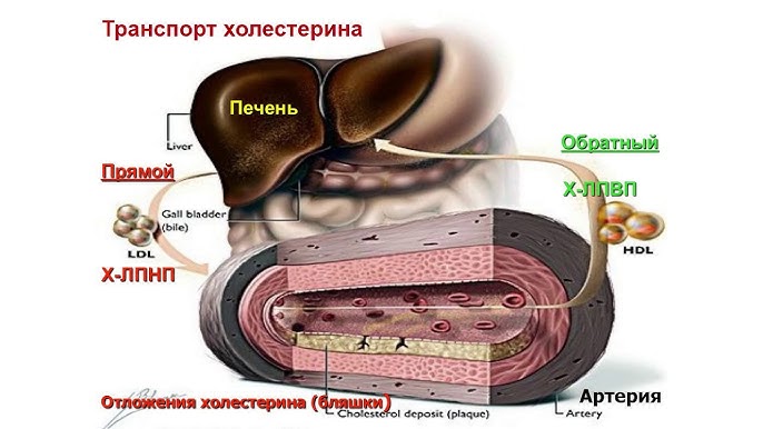 Исследования по диагностике дислипидемии - 6 показателей  (контроль уровня липидов) ЗДОРОВОЕ СЕРДЦЕ НАЧИНАЕТСЯ С ПРАВИЛЬНОГО ХОЛЕСТЕРИНА 2 810 руб.