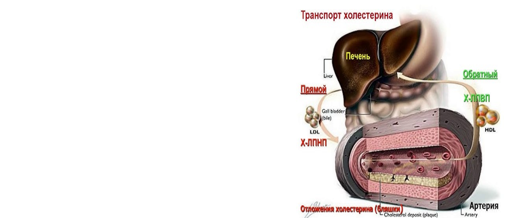 Исследования по диагностике дислипидемии - 6 показателей  (контроль уровня липидов) ЗДОРОВОЕ СЕРДЦЕ НАЧИНАЕТСЯ С ПРАВИЛЬНОГО ХОЛЕСТЕРИНА